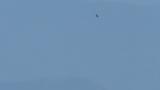 Soaring Crested Honey Buzzards on migration