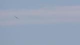 Soaring Crested Honey Buzzard on migration, probable head scratching
