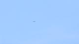 Soaring Crested Honey Buzzard on migration