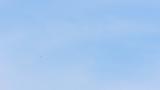 Soaring Crested Honey Buzzard on migration