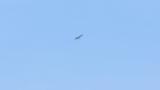 Soaring Crested Honey Buzzard on migration
