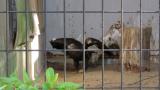 Steppe Eagle, movement on the ground and short flight