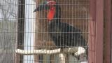 Southern Ground Hornbill