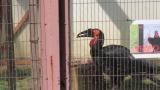 Southern Ground Hornbill, eating