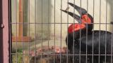 Southern Ground Hornbill, eating