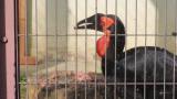 Southern Ground Hornbill, eating and carrying food