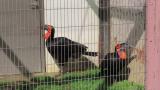 Southern Ground Hornbills