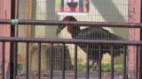 Southern Ground Hornbill, eating