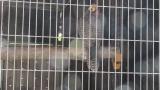 Lanner Falcon, preening