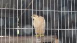 Lanner Falcon