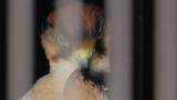 Lanner Falcon, preening