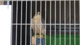 Lanner Falcon, wing spreading