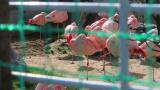 Chilean Flamingoes, resting and walking, some call