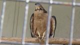 Crested Honey Buzzard in Himeji City Zoo, defecation