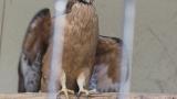 Crested Honey Buzzard in Himeji City Zoo, wing spreading