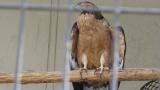 Crested Honey Buzzard in Himeji City Zoo, preening, foot lifting