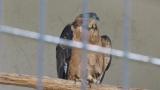 Crested Honey Buzzard in Himeji City Zoo, preening, foot lifting