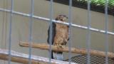 Crested Honey Buzzard in Himeji City Zoo, foot lifting