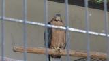 Crested Honey Buzzard in Himeji City Zoo, foot lifting