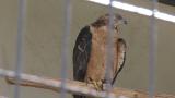 Crested Honey Buzzard in Himeji City Zoo, foot lifting