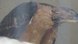 Crested Honey Buzzard in Himeji City Zoo, preening