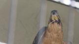 Crested Honey Buzzard in Himeji City Zoo, preening