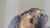 Crested Honey Buzzard in Himeji City Zoo, preening, rousing