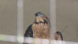 Crested Honey Buzzard in Himeji City Zoo, foot lifting