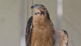 Crested Honey Buzzard in Himeji City Zoo, wing spreading and rousing