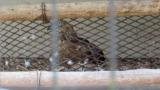 Crested Honey Buzzard in Himeji City Zoo, handling a twig