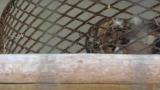 Crested Honey Buzzard in Himeji City Zoo, nest arrangement?