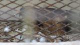 Crested Honey Buzzard in Himeji City Zoo, nest arrangement?