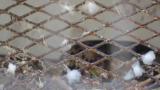 Crested Honey Buzzard in Himeji City Zoo, digging, handling a twig