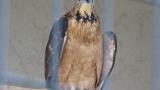 Crested Honey Buzzard in Himeji City Zoo, preening, head scratching