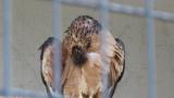 Crested Honey Buzzard in Himeji City Zoo, preening, head scratching