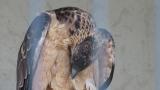 Crested Honey Buzzard in Himeji City Zoo, preening
