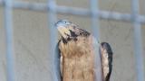 Crested Honey Buzzard in Himeji City Zoo, yawning