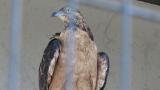 Crested Honey Buzzard in Himeji City Zoo, preening