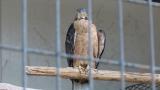 Crested Honey Buzzard in Himeji City Zoo, yawning
