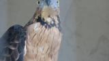 Crested Honey Buzzard in Himeji City Zoo, wing spreading