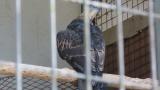Crested Honey Buzzard in Himeji City Zoo, preening of the back
