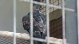 Crested Honey Buzzard in Himeji City Zoo, preening of the back