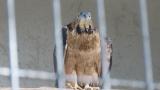 Crested Honey Buzzard in Himeji City Zoo, defecation