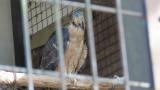 Crested Honey Buzzard in Himeji City Zoo, wing spreading and flapping