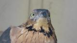 Crested Honey Buzzard in Himeji City Zoo, close-up