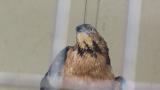 Crested Honey Buzzard in Himeji City Zoo, yawning (at the end)