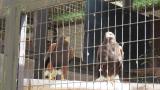 Pair of Harris's hawk