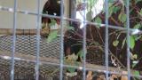 Pair of Harris's Hawk, carrying nesting material, scratching