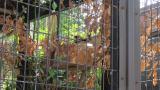 Harris's Hawk at the nest