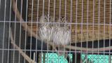 Ural Owls, asleep